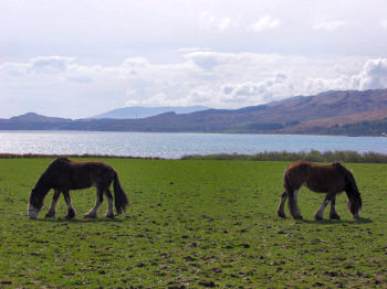 Picture of two horses