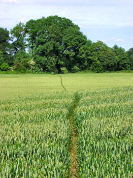 Picture of a path through a field