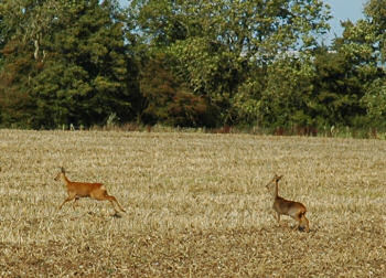 Picture of deer on a field