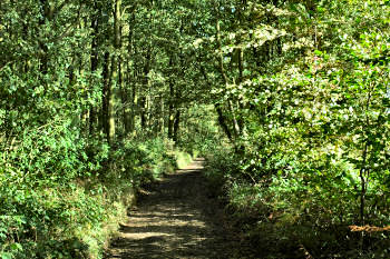 Picture of a path through woodland