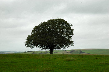 Picture of a lone tree on a field