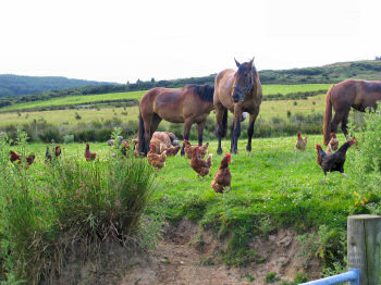 Picture of horses and chickens