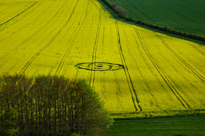 Picture of a crop circle in a rape seed field