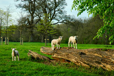 Picture of 3 lambs, 2 of them standing on a fallen tree