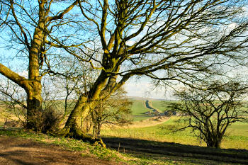 Picture of a tree with the Wansdyke in the background