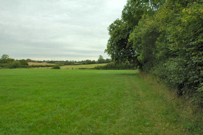 Picture of a field lined with trees