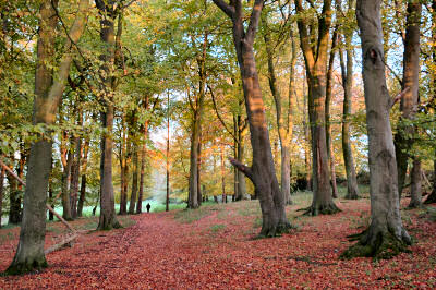 Picture of autumn colours in a wood