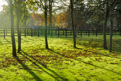 Picture of low autumn sunshine shining through some trees
