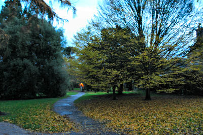 Picture of a tree losing the last leaves in late autumn