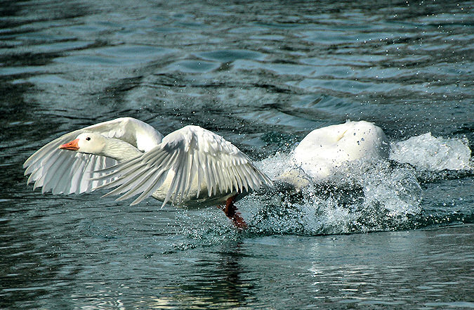 Picture of a white goose lifting off