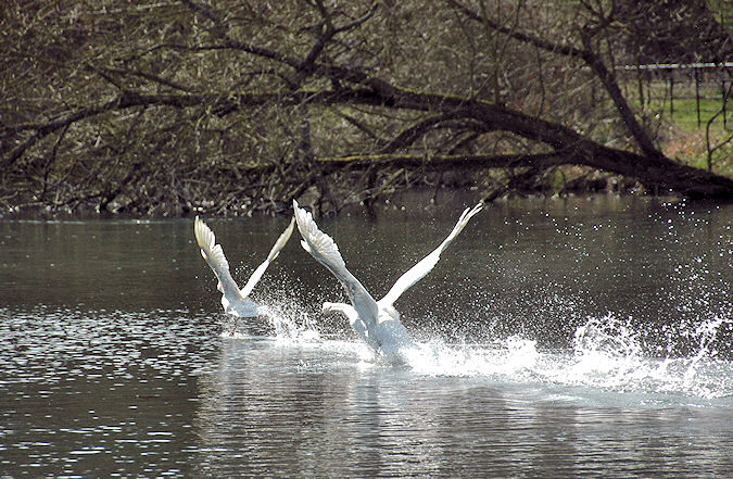 Picture of a goose followed by a swan in flight