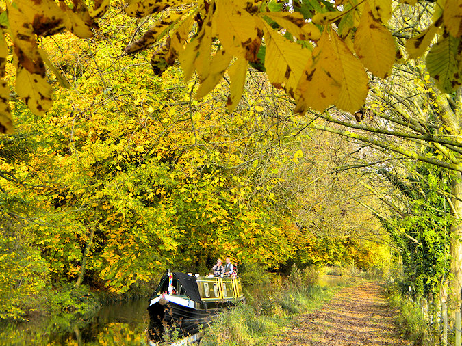 Picture of a canal boat travelling under trees in their autumn colours