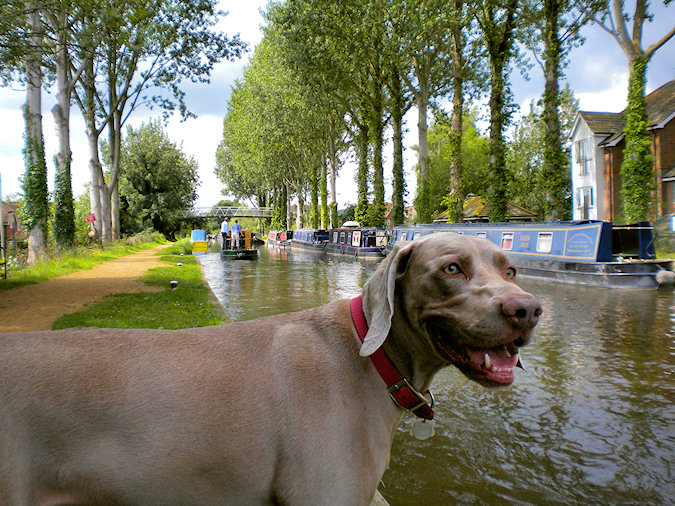 Picture of a dog on a tree lined canal tow path